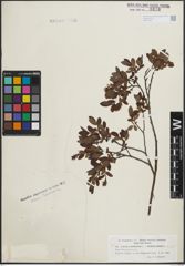 Foto von Salix lapponum L. x Salix myrtilloides L.